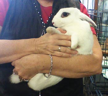 bunny being held